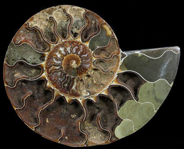 Cut Ammonite Fossil (Half) - Agatized #54351